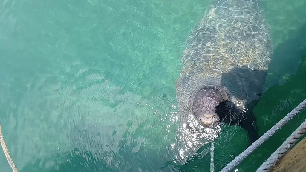 Manatee